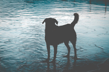 Dog at the beach