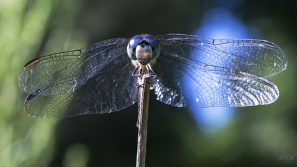 Purple dragonfly