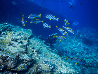 Fototapeta na wymiar Indonesia Bali Island Tulamben Underwater