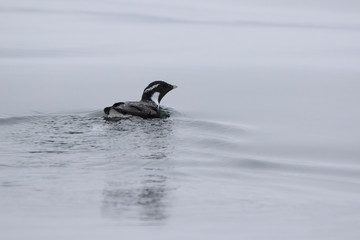 ancient murrelet who swims on the water overcast summer day