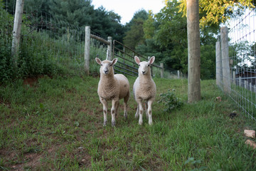 Sheep twins