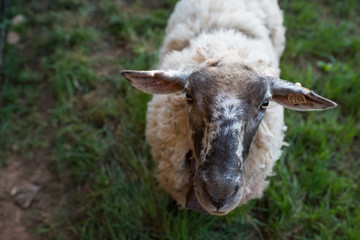 Sheep portrait