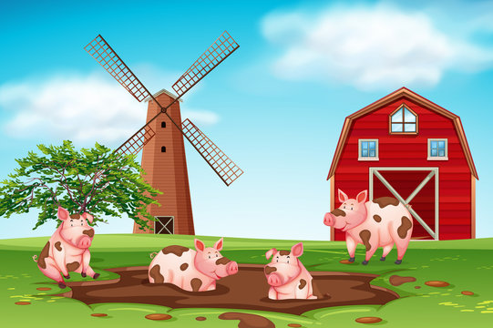 Pigs playing in mud farm scene