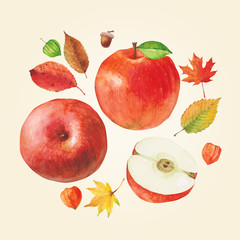 Watercolor autumn leaves and apples.