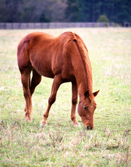 A reddish brown horse grazing.