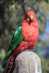 Australian King Parrot