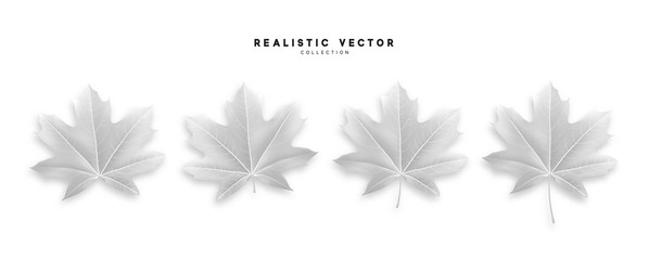 Set of autumn maple leaves, isolated on white background. Fall Foliage realistic design.