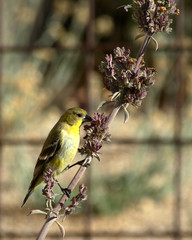 Goldfinch Eating Seeds