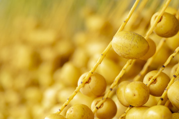 date palm species Barhee eating fresh fruit sweet taste.