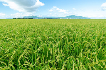 【新潟県新潟市】越後平野の水田から弥彦山、角田山の見える風景