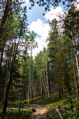 Fototapeta premium Trees and Sky Breckenridge Colorado