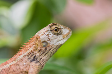 Lizzard in a Tree