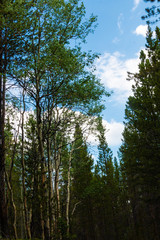 Obraz na płótnie Canvas Trees and Sky Breckenridge Colorado