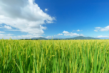 【新潟県新潟市】越後平野の水田