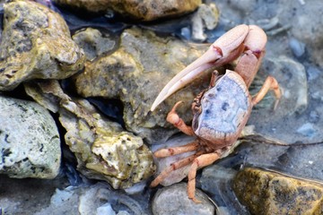 Crab at Bonita Bay Outdoor Recreation Complex