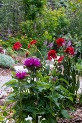 Wildflowers Breckenridge Colorado