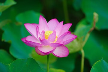 Obraz premium Ancient Lotus blooms in the morning 