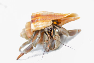 Crab in a Shell