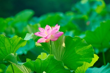 Ancient Lotus blooms in the morning
