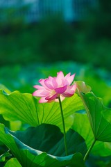 Obraz premium Ancient Lotus blooms in the morning 