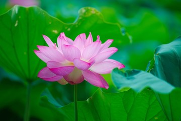 Obraz premium Ancient Lotus blooms in the morning 