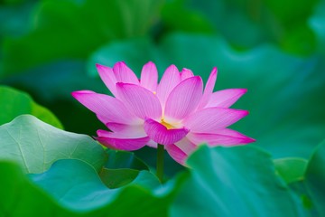 Fototapeta premium Ancient Lotus blooms in the morning 