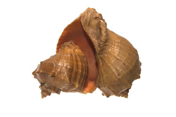 shell isolated on white background