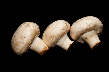 mushrooms isolated on a black background