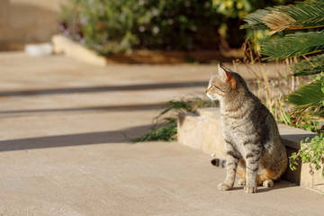 Obraz premium Sunlit cat looking away