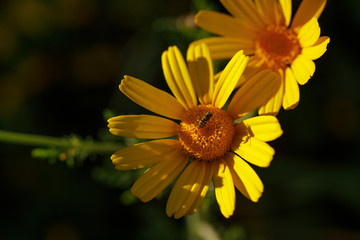 Close up of sunlit flowers and a bee