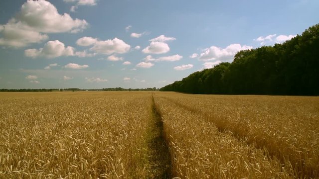 beautiful countryside landscape in summer. clear skies above the flat area.