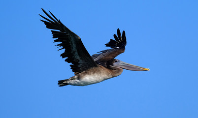 Pelican
