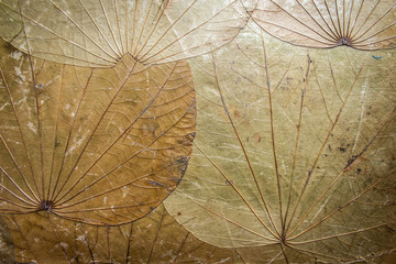 Dried leaf texture for paper or background.