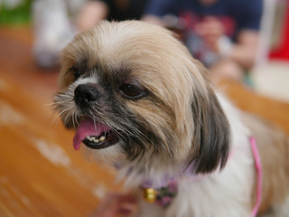 Close up face of Shisu dog