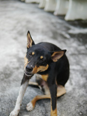 Itching black dog sitting on floor
