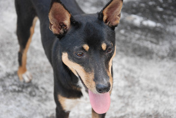 close up face of Black dog with blur background