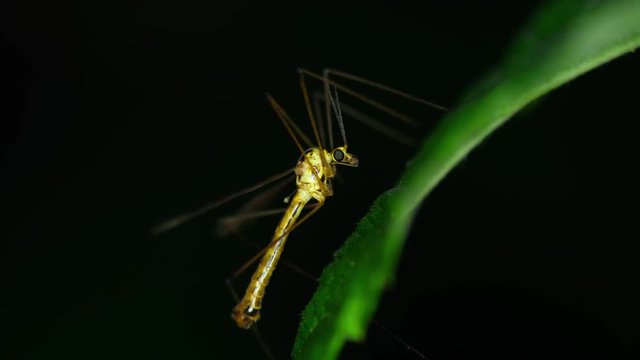 Tipulidae crane fly