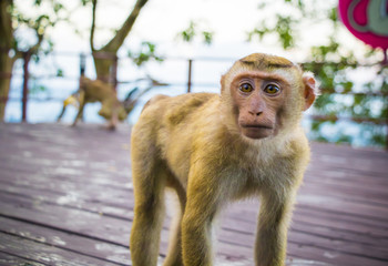 Meet the Monkeys of Monkey Hill