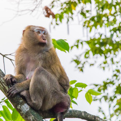 Meet the Monkeys of Monkey Hill