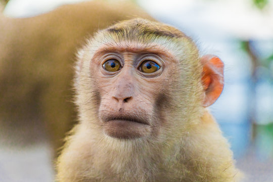 Meet the Monkeys of Monkey Hill