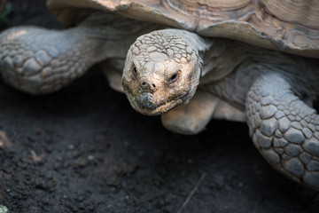 Portrait of an elderly tortoise