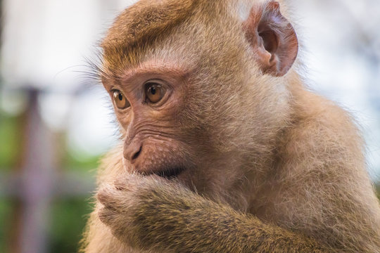 Meet the Monkeys of Monkey Hill