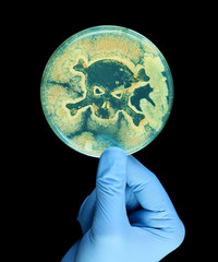 Gloved hand holding petri dish growing bacteria in the shape of a skull and crossbone