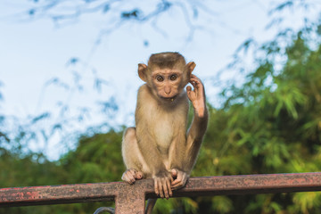 Meet the Monkeys of Monkey Hill