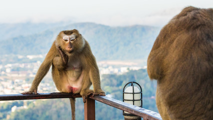 Naklejka premium Meet the Monkeys of Monkey Hill