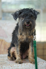Little mixed breed terrier dog with soaking body