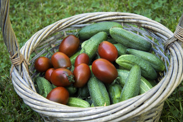 Vegetarian food, harvest, juicy vegetables, cucumbers, tomatoes on green grass, in a basket.