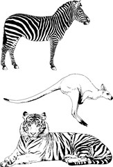 Fototapeta na wymiar set of vector drawings of various animals, hand-drawn ink