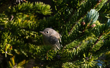 A Ruby-crowned Kinglet Fledgling in a Pine Tree