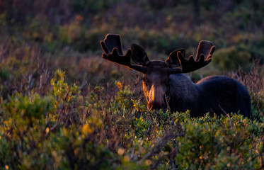A Large Bull Moose Eating in the Morning Sunshine
